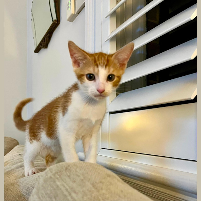 Photo of Rusty