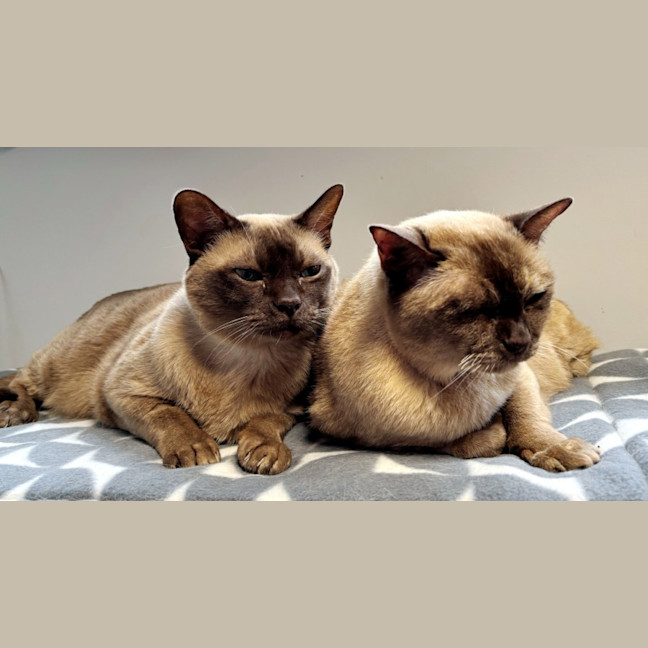 Photo of Coco & Louie