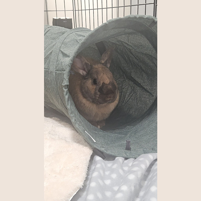 Photo of Dusty