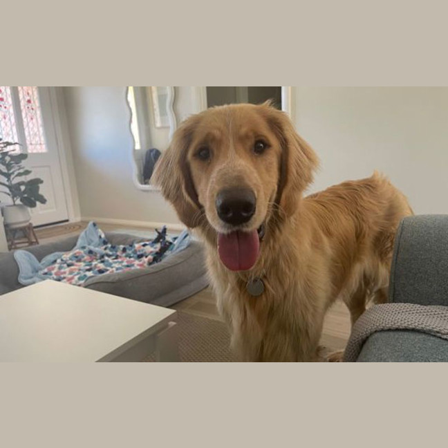 Photo of Basil