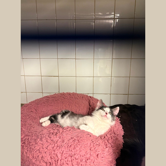Photo of Crunchie