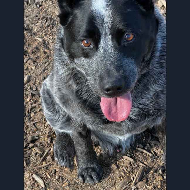 Photo of Blue Blu
