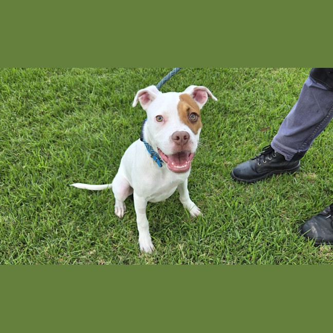 Photo of Pretzel Imp 719