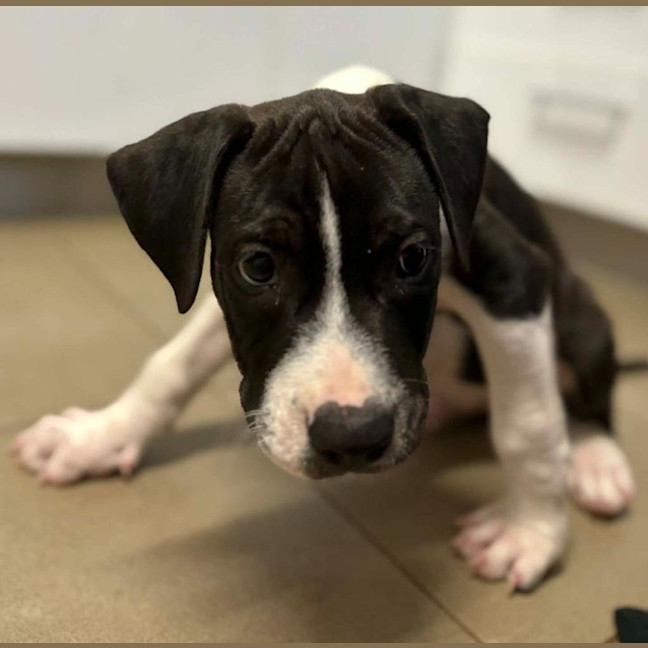 Photo of Dagger