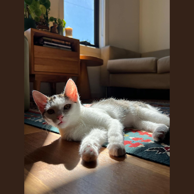 Photo of Owen   Located In Northcote