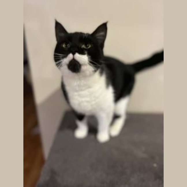 Photo of Bat Boy   Available At Pet Quarters Rutherford