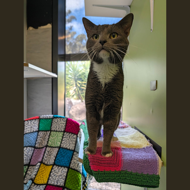 Photo of Basil