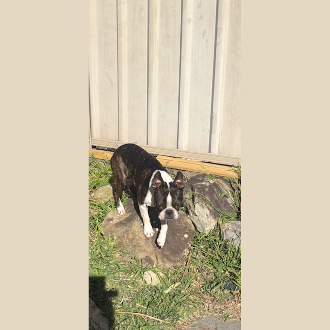 Photo of Cash & Casino   4 & 2 Year Old Boston Terriers