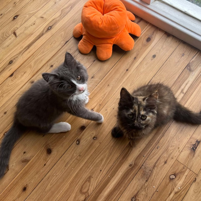 Photo of Lulu And Huey