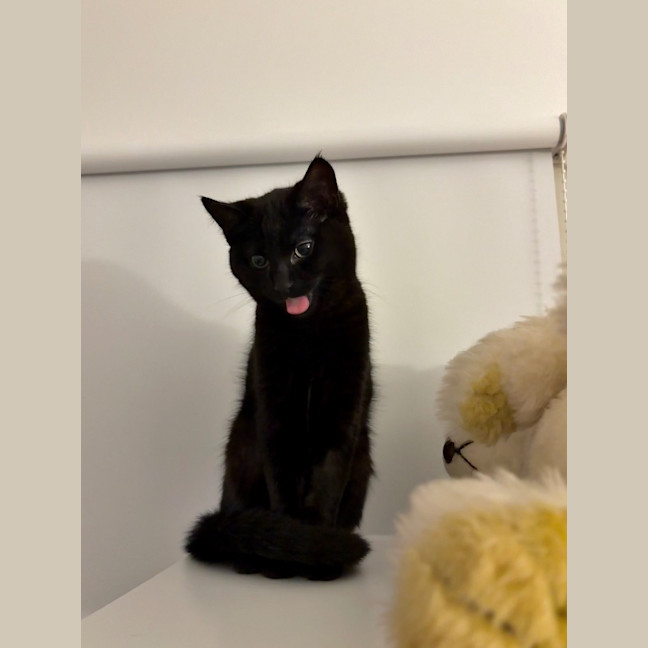 Photo of Jiji Mewell