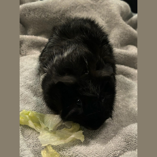 Photo of Bramble