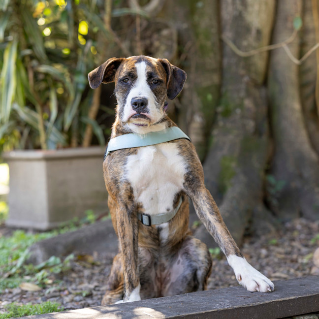 Photo of Luna Lovegood