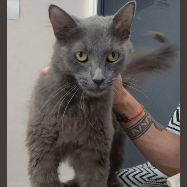 Photo of Delilah (9962)