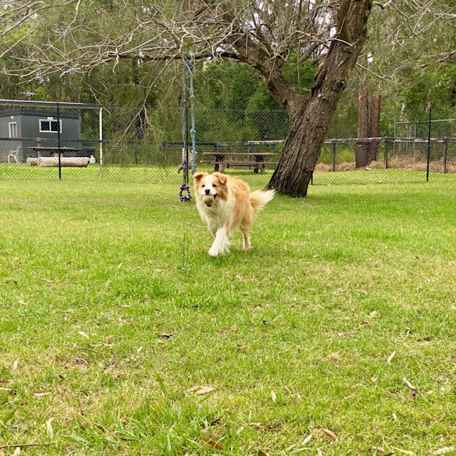 Photo of Ollie The Collie