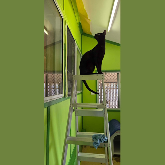 Photo of Meowthew