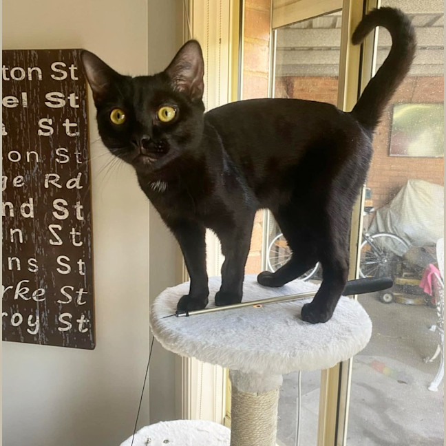 Photo of Bort 🖤