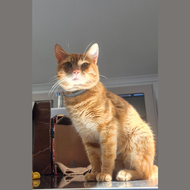 Photo of Tommy (9977)