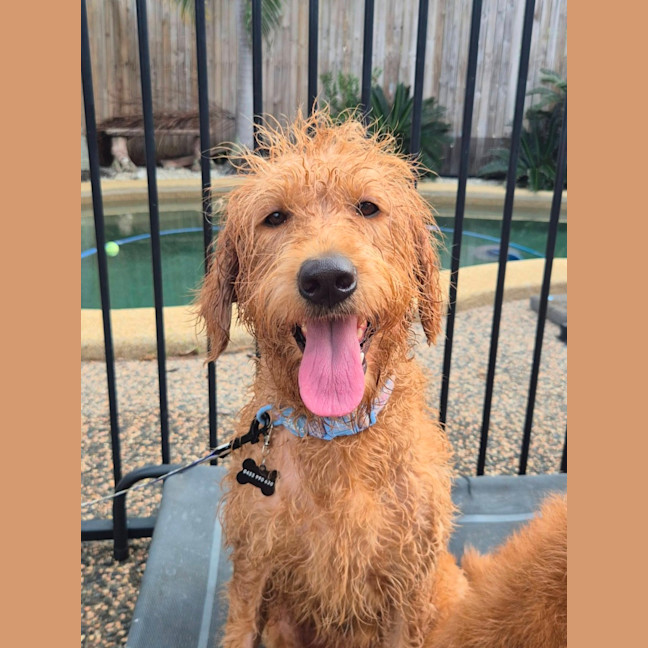 Photo of Tiki