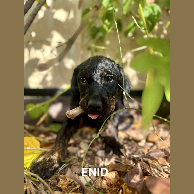 Photo of Enid