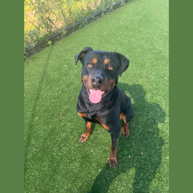 Photo of Shadow Imp 2288