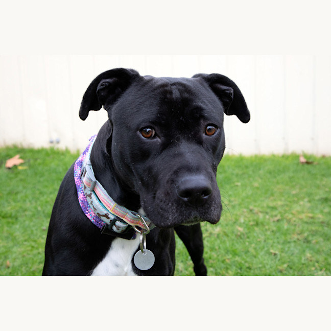 Photo of Gracie