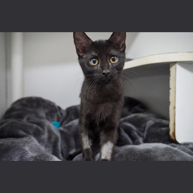 Photo of Ash