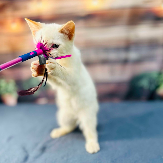 Photo of Snippa   Meet Me At Vets On Parker