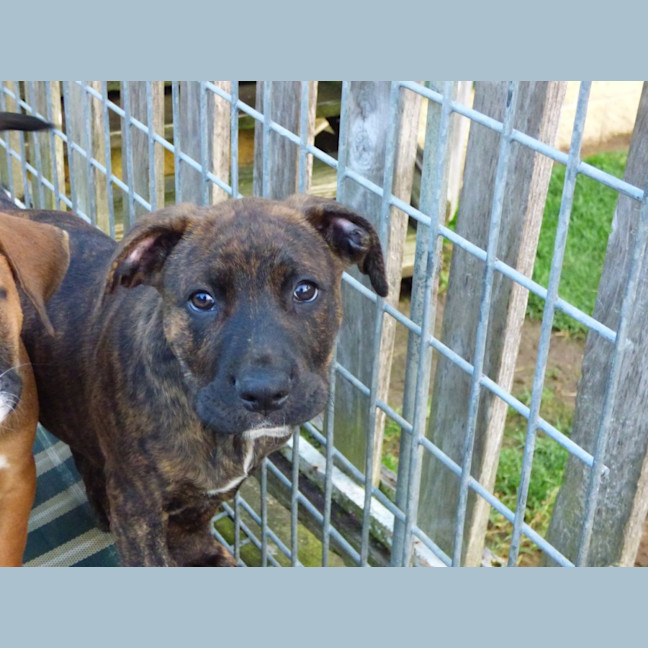 Photo of Charlie/Hank 