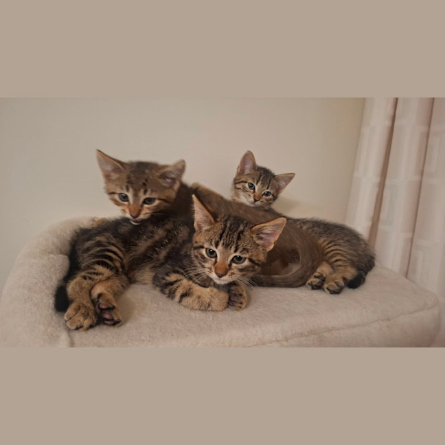 Photo of Nutmeg
