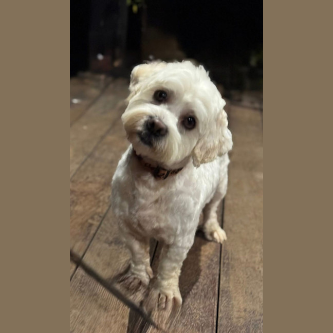 Photo of Benson Boony 