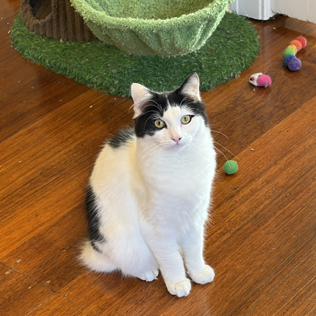 Photo of Melody 