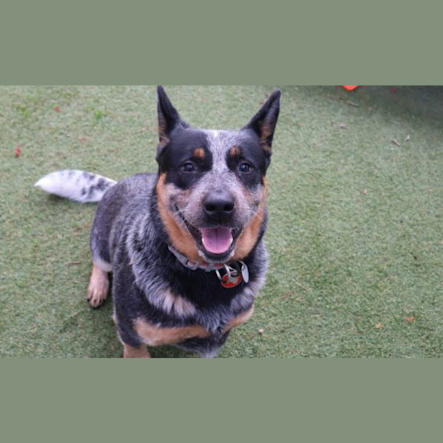 Photo of Diesel