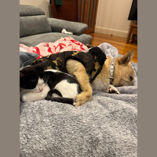 Photo of Moo