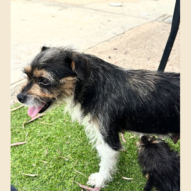 Photo of Roxy
