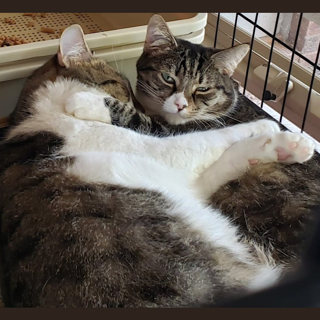 Photo of Muffin And Boofus