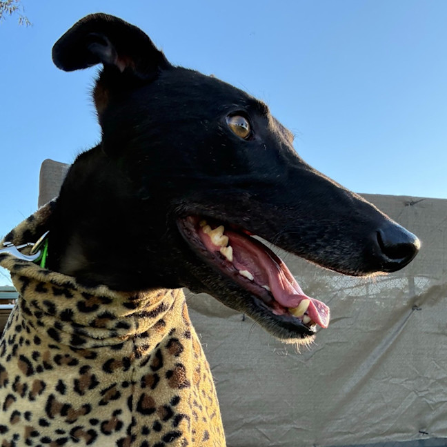 Photo of Clooney The Greyhound