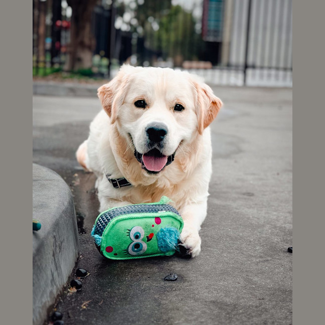 Photo of Walter (Was Cookie)