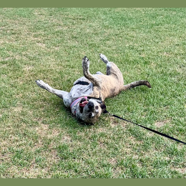Photo of Heff   6 Year Old Staffy X