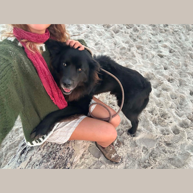 Photo of Bear