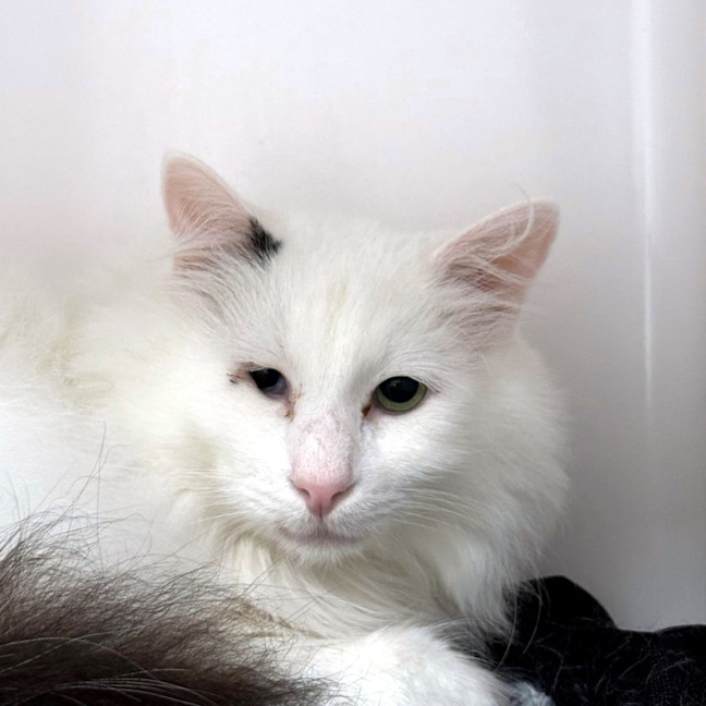 Photo of Quasimodo Sta012480