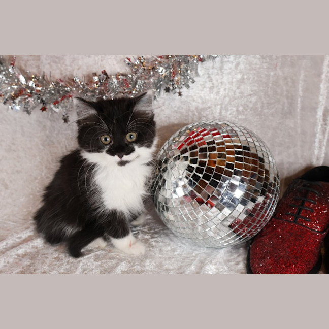 Photo of Jitterbug