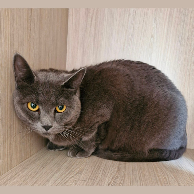 Photo of C1186 Trixie