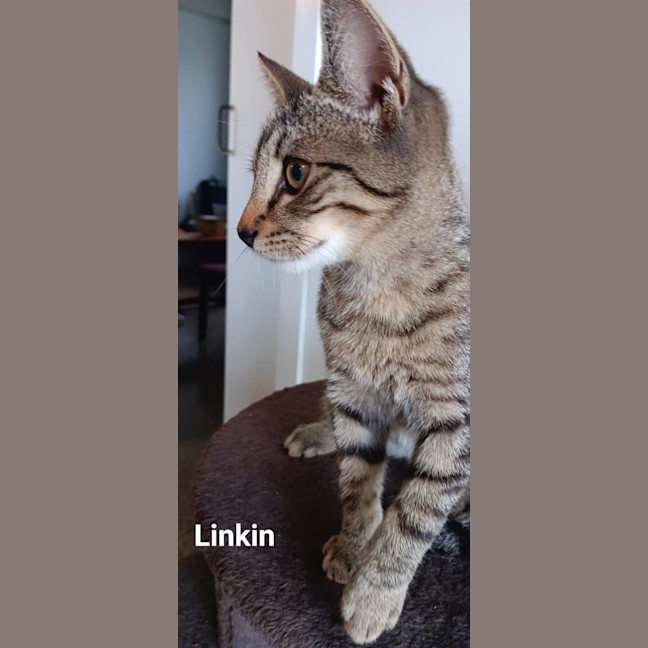 Photo of Linkin