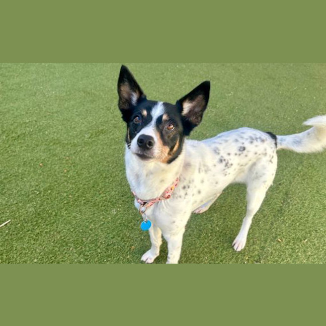 Photo of Ruby