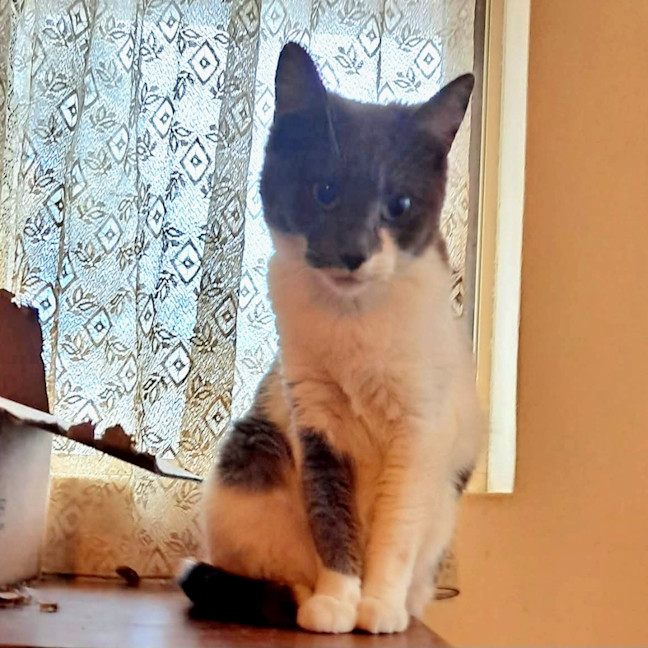 Photo of Missy