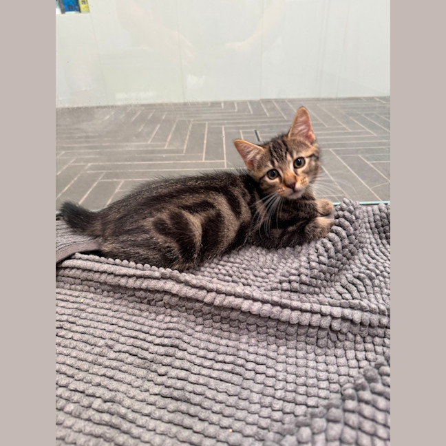 Photo of Maverick