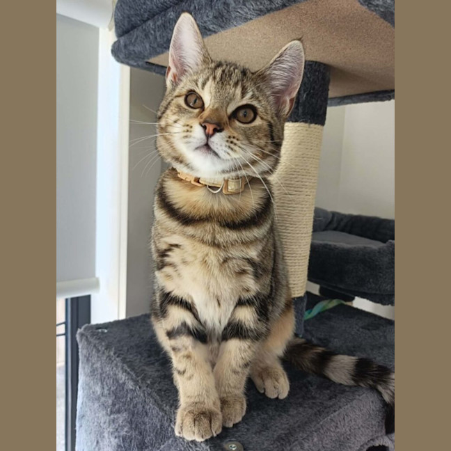 Photo of Sapphire