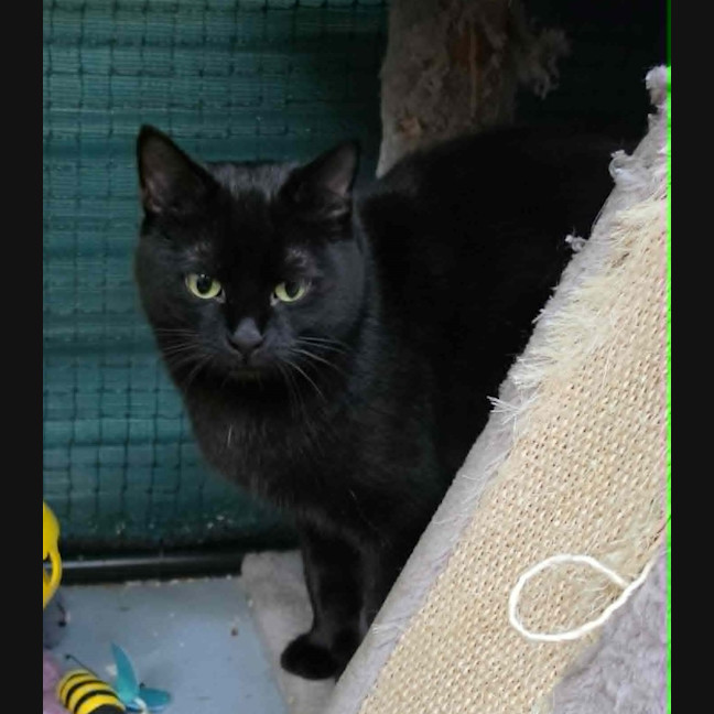 Photo of Ebba ** 2nd Chance Cat Rescue **