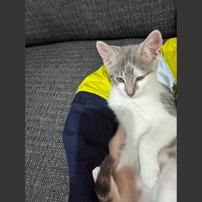 Photo of Lupin