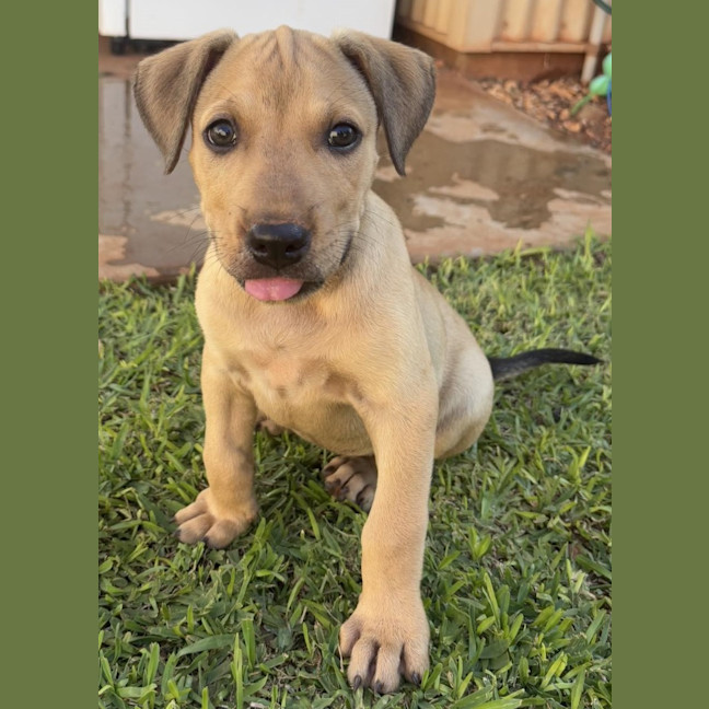 Photo of Maple